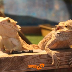 Мир джунглей в Измаиле! (ФОТОРЕПОРТАЖ)