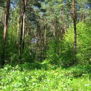 Женщина с больным грудничком пряталась в лесу в Подольском районе: малыш умер от воспаления легких