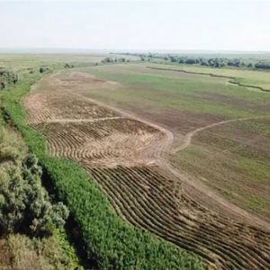 Целое поле с коноплей, которое обнаружили в Измаильском районе принадлежит депутату облсовета от "Оппозиционного блока"
