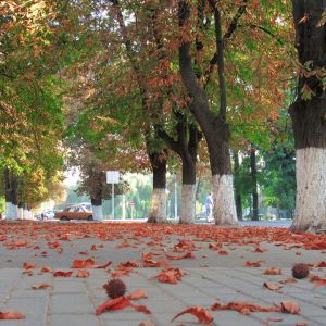 В Измаиле напомнили о том, что за сжигание листвы предусмотрен штраф