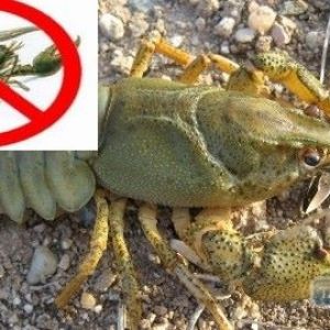 Одесский рыбоохранный патруль вводит запрет на лов раков в Дунае и придунайских водоемах