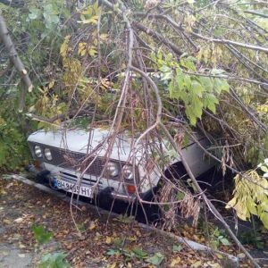 В Измаиле на автомобиль упала ветка (ФОТО)
