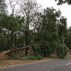 В Измаиле порывы ветра повалили деревья в разных частях города (ФОТО,ВИДЕО)