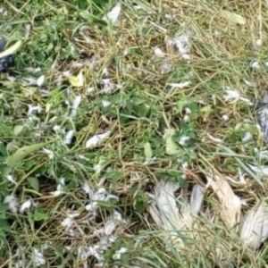 В Татарбунарах и Измаиле наблюдается массовый мор голубей