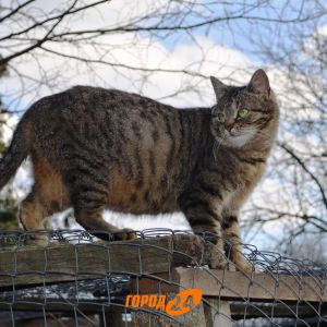 Измаильский мини-зоопарк (ФОТОРЕПОРТАЖ)