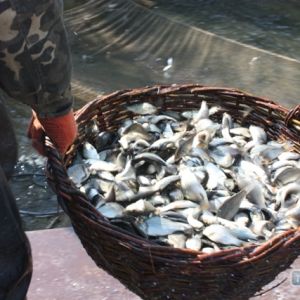 Рыбоохранный патруль планирует выпустить в водоемы Одесской области 135 тонн рыбы