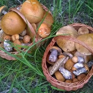 Жители Одесской области травятся грибами