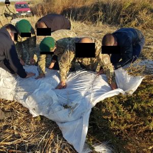 В Измаильском районе пограничники и полицейские обнаружили еще одну  наркоплантацию площадью около 1,6 гектаров