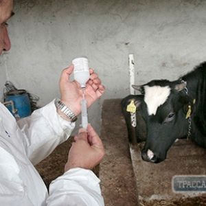 На Измаильщине завершается процесс вакцинации животных от сибирской язвы