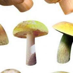 Житель Одесской области отравился грибами