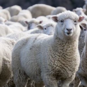 Госпродпотребслужба подтвердила намерение умертвить всех овец, гибнущих в порту Черноморска