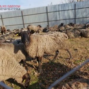 Многострадальных овец поселят в Одесской области на экоферме