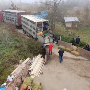 Эко-ферма в Нерубайском приняла многострадальных овечек