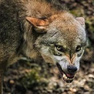 В Килийском районе обнаружили бешеного шакала