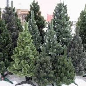 К праздникам в Одесской области заготовили 22 тысячи елок