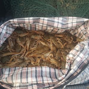 Пограничники Измаильского отряда задержали браконьера с 40 кг раков (ФОТО)