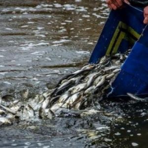 Управление рыбхоза выпустило в водоемы Одесской области 120 т малька