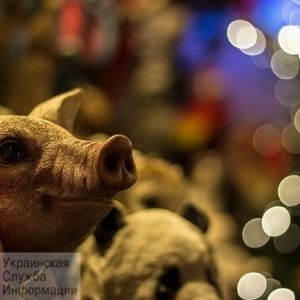 Пострадавшим от чумы свиней жителям Одесской области компенсируют убытки