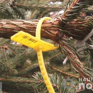 В Одесской области нашли сотню незаконных елок и опасную пиротехнику