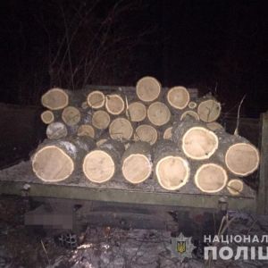 «Нечем было отапливаться»: два жителя Одесской области незаконно вырубали дубы