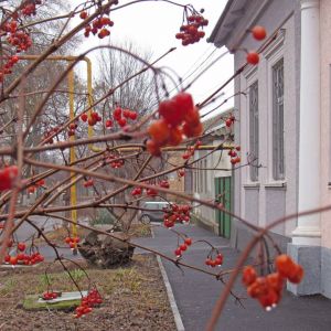 Погода в Измаиле 25 января