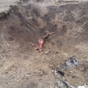В нацпарке "Тузловские лиманы" обнаружили скотомогильник и свалку навоза (фото)