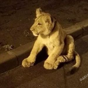По улицам Одессы снова разгуливал львенок