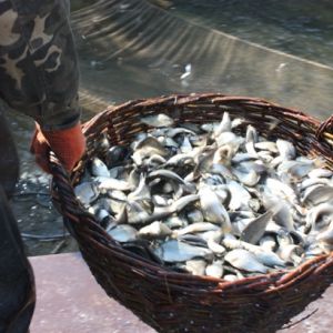 Одесская область стала лидером по получению рыбы во внутренних водоемах