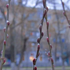 Погода в Измаиле 6 февраля