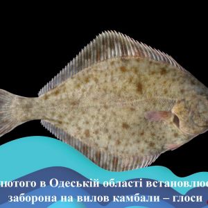 Рыболовам на заметку: в Одесской области вводится запрет на вылов камбалы