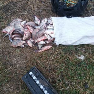 На озере Кугурлуй пограничники задержали браконьера с электроудочкой и рыбой