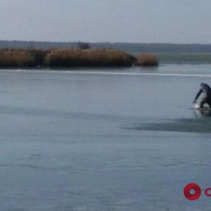 На озере в Одесской области спасли вмерзших в лед лебедей