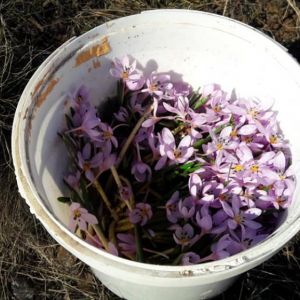 В Одесской области задержали браконьеров, собиравших краснокнижные первоцветы