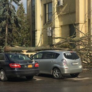 Непогода в Одесском регионе: сильный ветер валит деревья и билборды. Фото