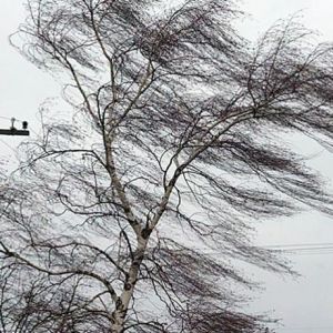 В Одессе и области ожидают 2 уровень опасности в связи с сильным ветром
