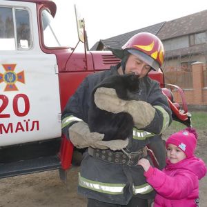 В Измаиле сотрудники ГСЧС спасли кота, висящего на ветке огромного тополя (ФОТО)