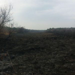 Опасность сохраняется: в Дунайском биосферном заповеднике продолжает тлеть подожженный лес