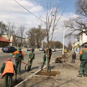 В Измаиле продолжается весенняя высадка деревьев (ФОТО)