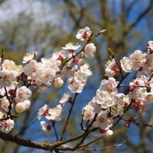На Одесчине заморозки уничтожили будущий урожай абрикосов