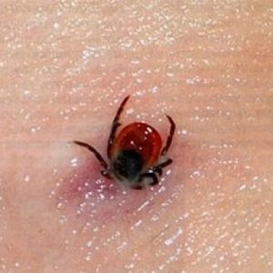 Медики Одесской области рекомендуют жителям опасаться клещей