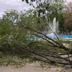 В Измаиле у Центрального фонтана рухнула огромная ветка (ФОТО)
