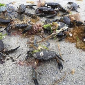 На одесский пляж выбросило колонию крабов