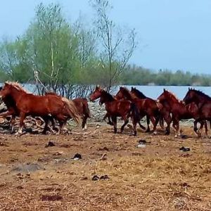 На острове Ермаков появились новые поселенцы-тяжеловесы