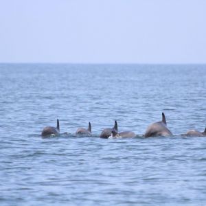 В Черном море считают дельфинов: от Одесской затоки до дельты Дуная — 52 группы