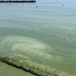 В Одесской области призывают не купаться в Черном море из-за аномального явления