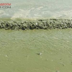 Вода в Черном море будет цвести еще около двух недель