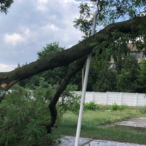 В Измаиле в Крепости на остановку рухнула ветка размером с дерево (ФОТО, ВИДЕО)