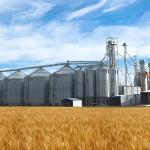 «Аграрная сверхдержава»: половина экспорта Одесской области — сельхозпродукция