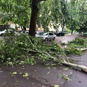 В Измаиле ураган повалил деревья, часть измаильчан осталась без интернета и кабельного ТВ (ФОТО)