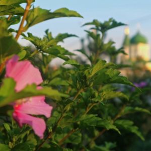 Погода в Измаиле 26 июня